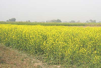 Mustard farmland in vill. Samartha of Samastipur dist. 